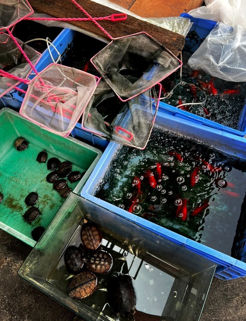 附近哪里有賣金魚的店【如何探尋附近售賣金魚的店鋪】 附近哪里有賣金魚的店【如何探尋附近售賣金魚的店鋪】 龍魚論壇 第3張