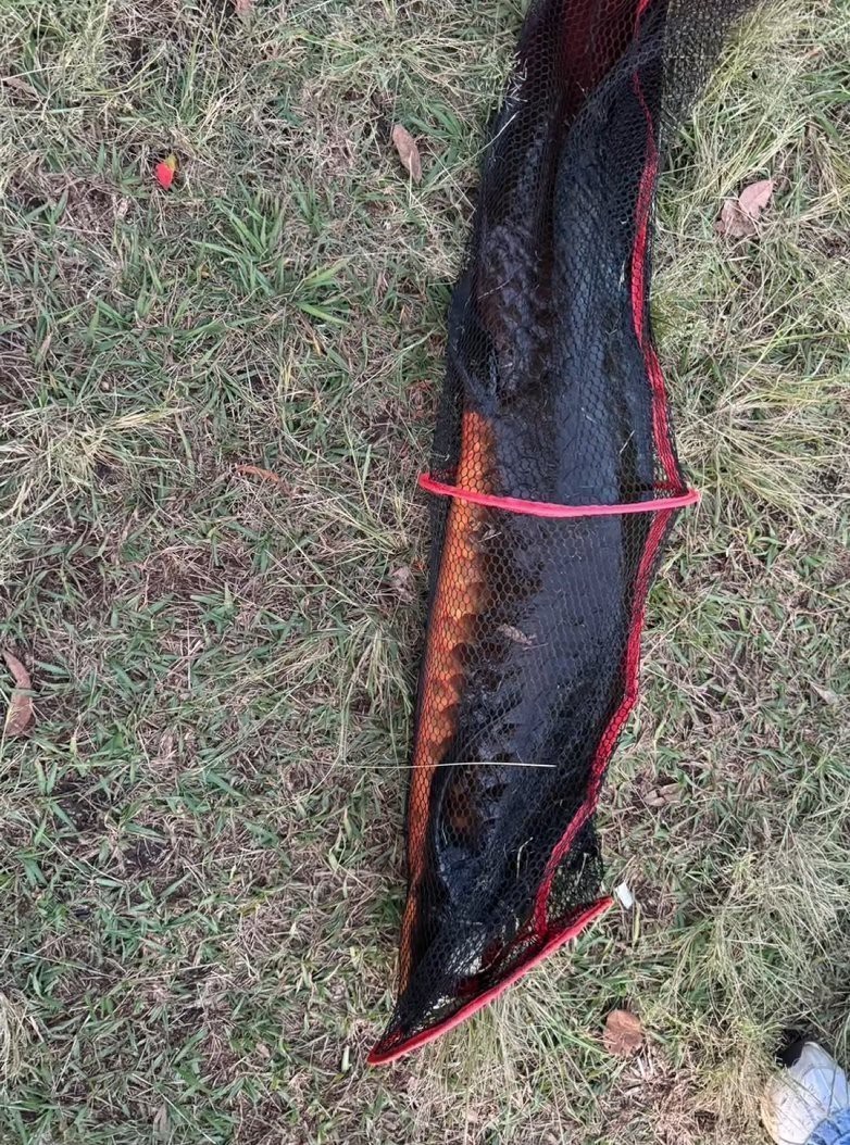 肺魚多少錢一只中國【中國男子在澳洲釣上肺魚放生后才知道價值幾十萬能釣回來嗎】 肺魚多少錢一只中國【中國男子在澳洲釣上肺魚放生后才知道價值幾十萬能釣回來嗎】 龍魚論壇 第2張