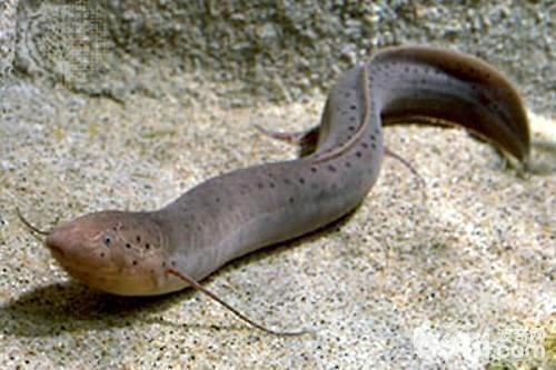 肺魚多少錢一只中國【中國男子在澳洲釣上肺魚放生后才知道價值幾十萬能釣回來嗎】 肺魚多少錢一只中國【中國男子在澳洲釣上肺魚放生后才知道價值幾十萬能釣回來嗎】 龍魚論壇 第1張