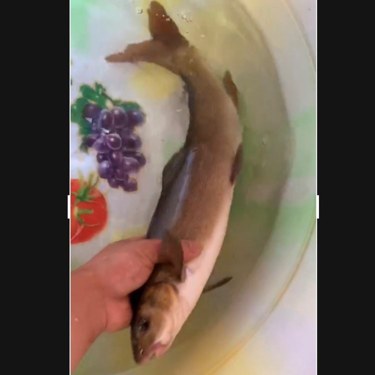 肺魚多少錢一只中國【中國男子在澳洲釣上肺魚放生后才知道價值幾十萬能釣回來嗎】 肺魚多少錢一只中國【中國男子在澳洲釣上肺魚放生后才知道價值幾十萬能釣回來嗎】 龍魚論壇 第5張