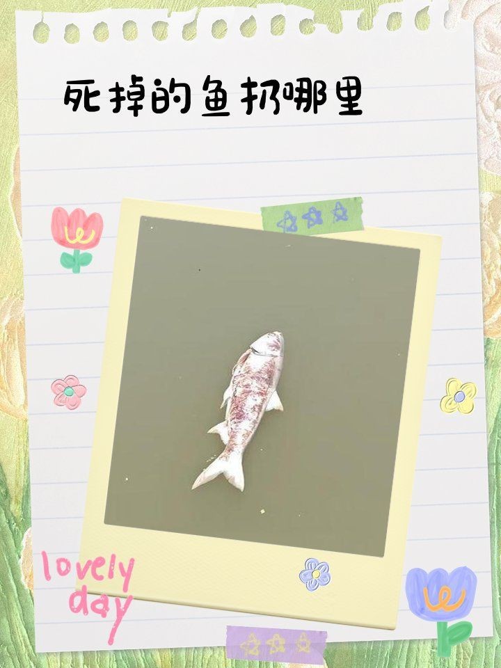紅龍魚死后是扔掉還是埋掉【關于紅龍魚死后處理紅龍魚的處理方式是什么】