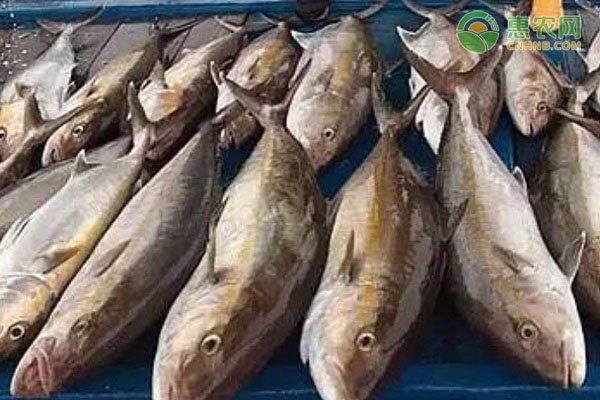紅甘魚和鰤?mèng)~區(qū)別【紅甘魚與[需手動(dòng)填充]魚的區(qū)別】 紅甘魚和鰤?mèng)~區(qū)別【紅甘魚與[需手動(dòng)填充]魚的區(qū)別】 龍魚論壇 第1張