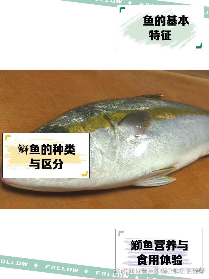 紅甘魚和鰤?mèng)~區(qū)別【紅甘魚與[需手動(dòng)填充]魚的區(qū)別】 紅甘魚和鰤?mèng)~區(qū)別【紅甘魚與[需手動(dòng)填充]魚的區(qū)別】 龍魚論壇 第2張