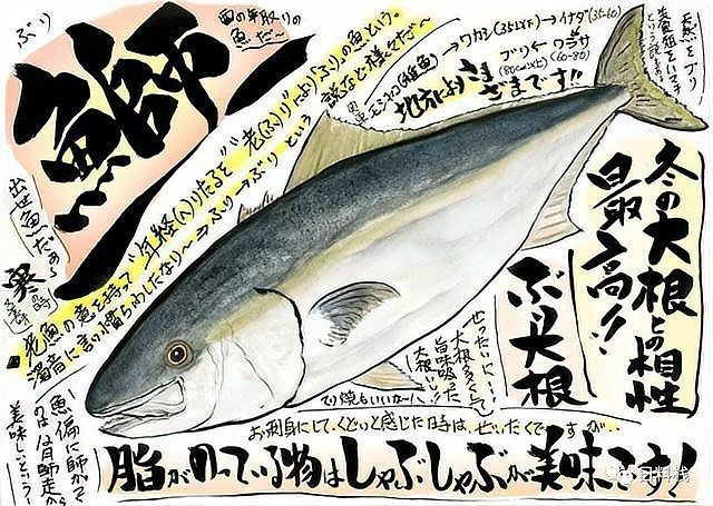 紅甘魚和鰤?mèng)~區(qū)別【紅甘魚與[需手動(dòng)填充]魚的區(qū)別】 紅甘魚和鰤?mèng)~區(qū)別【紅甘魚與[需手動(dòng)填充]魚的區(qū)別】 龍魚論壇 第4張