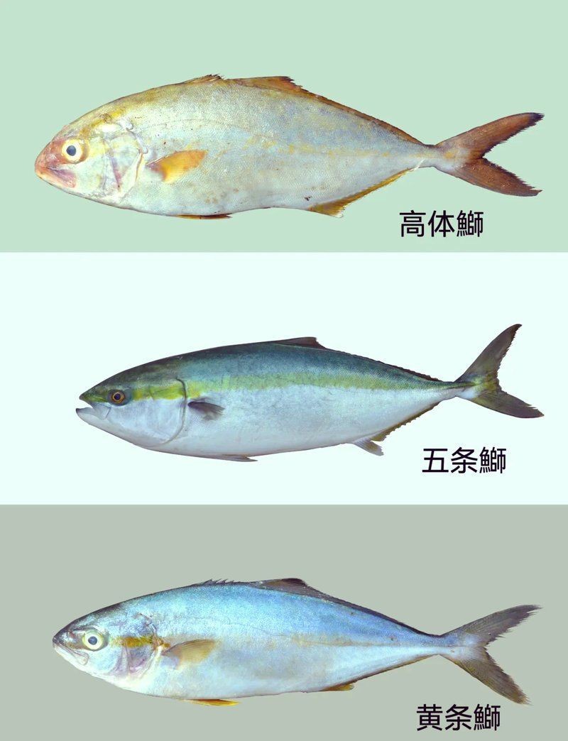 紅甘魚和鰤?mèng)~區(qū)別【紅甘魚與[需手動(dòng)填充]魚的區(qū)別】 紅甘魚和鰤?mèng)~區(qū)別【紅甘魚與[需手動(dòng)填充]魚的區(qū)別】 龍魚論壇 第8張