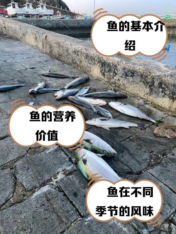 紅甘魚和鰤?mèng)~區(qū)別【紅甘魚與[需手動(dòng)填充]魚的區(qū)別】 紅甘魚和鰤?mèng)~區(qū)別【紅甘魚與[需手動(dòng)填充]魚的區(qū)別】 龍魚論壇 第10張