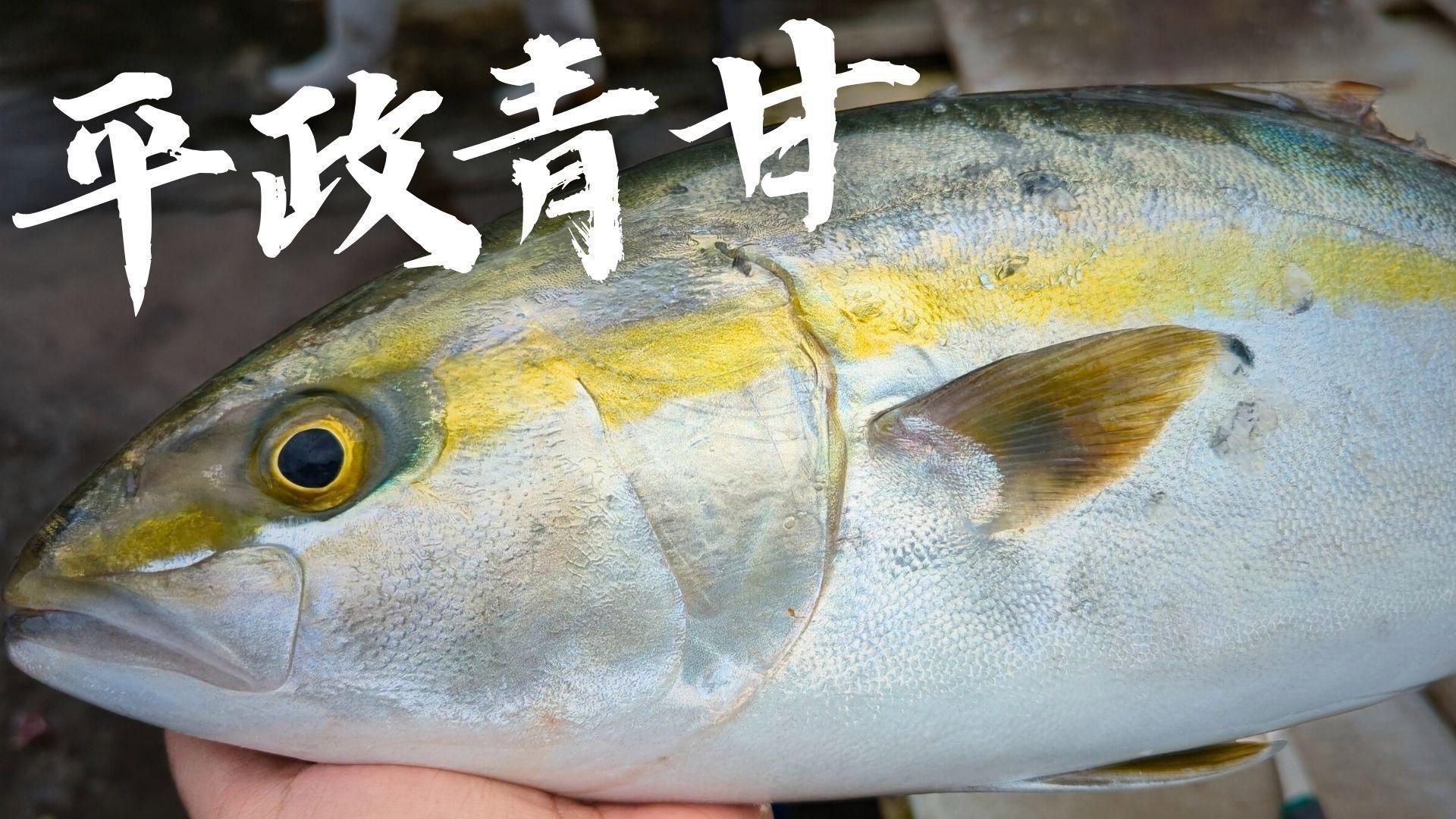 紅甘魚和鰤?mèng)~區(qū)別【紅甘魚與[需手動(dòng)填充]魚的區(qū)別】 紅甘魚和鰤?mèng)~區(qū)別【紅甘魚與[需手動(dòng)填充]魚的區(qū)別】 龍魚論壇 第12張
