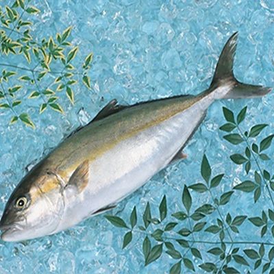 紅甘魚和鰤?mèng)~區(qū)別【紅甘魚與[需手動(dòng)填充]魚的區(qū)別】 紅甘魚和鰤?mèng)~區(qū)別【紅甘魚與[需手動(dòng)填充]魚的區(qū)別】 龍魚論壇 第13張