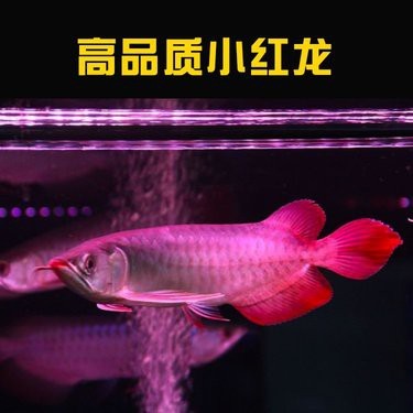 紅龍20厘米長魚多少錢【20公分左右的龍魚一般多少錢一條】