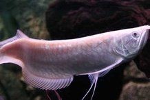 什么魚招財鎮宅又好養【安居家家中養哪些魚能招財探索風水魚的奧秘】 什么魚招財鎮宅又好養【安居家家中養哪些魚能招財探索風水魚的奧秘】 龍魚百科 第4張