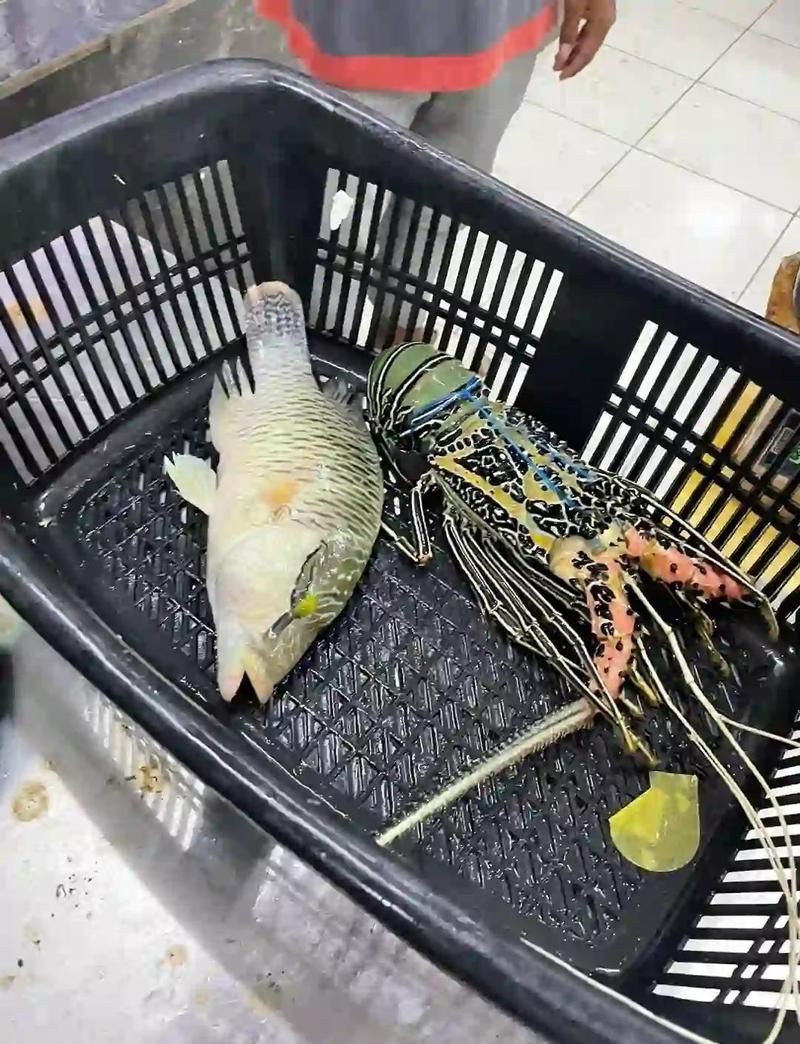 馬來(lái)西亞快魚(yú)哪里買(mǎi)最便宜【在馬來(lái)西亞購(gòu)買(mǎi)快魚(yú)最便宜的地點(diǎn)】 馬來(lái)西亞快魚(yú)哪里買(mǎi)最便宜【在馬來(lái)西亞購(gòu)買(mǎi)快魚(yú)最便宜的地點(diǎn)】 龍魚(yú)百科 第5張
