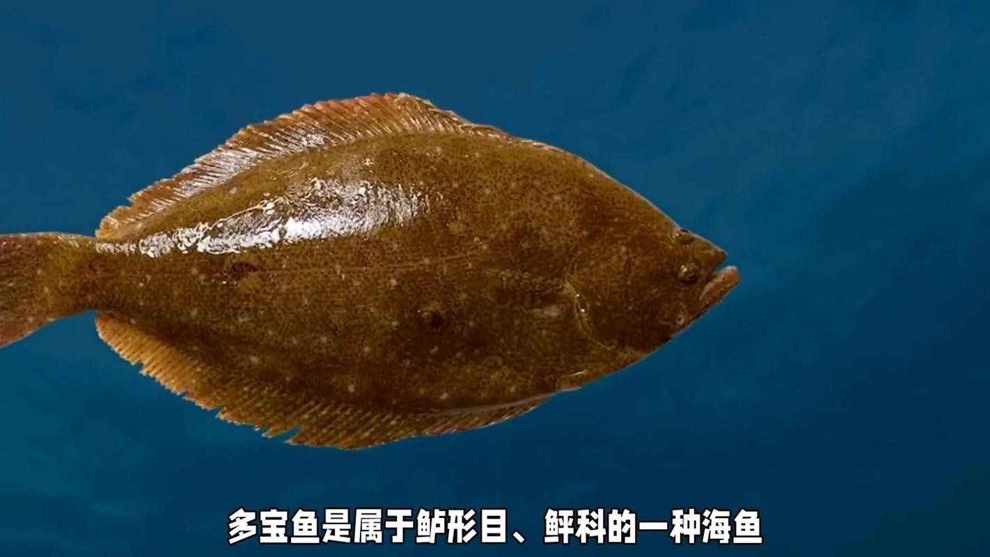多寶魚可愛圖片【多寶魚——名貴的“海中雉雞”——多寶魚】