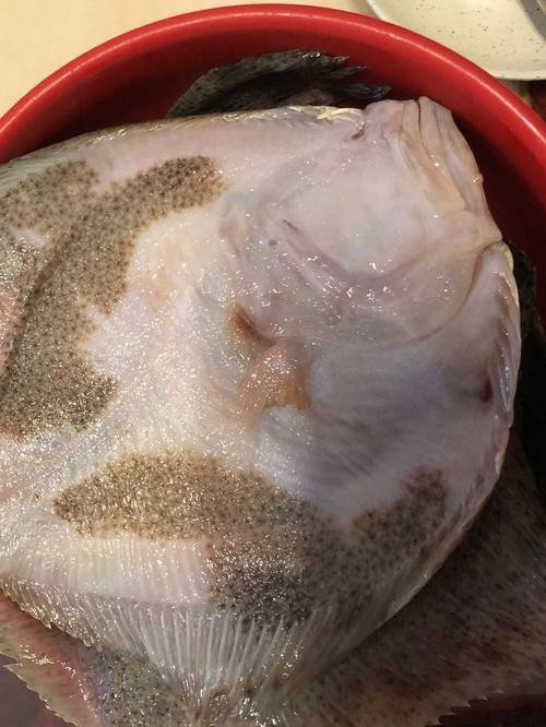 多寶魚可愛圖片【多寶魚——名貴的“海中雉雞”——多寶魚】
