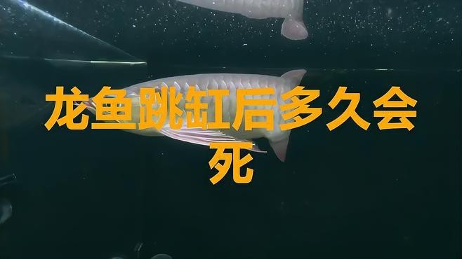 龍魚跳缸后多久沒救就徹底沒救了？【龍魚跳缸后多久會死】