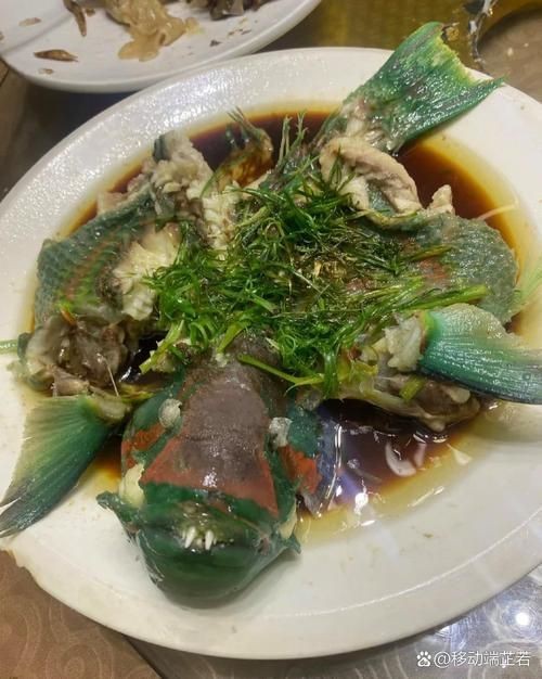 荔枝鳳冠魚圖片【荔枝鳳冠魚是一種極具特色的觀賞魚】