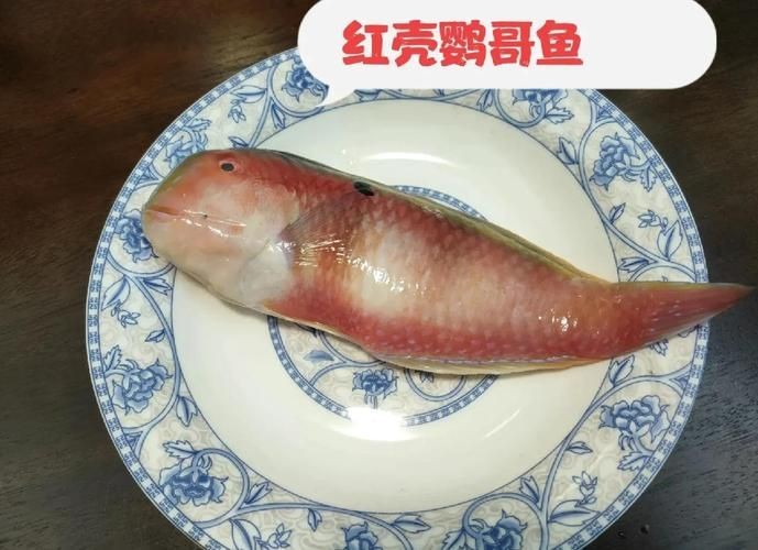 荔枝鳳冠魚圖片【荔枝鳳冠魚是一種極具特色的觀賞魚】