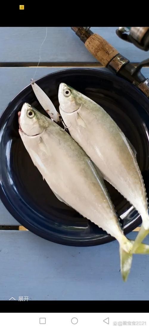 荔枝鳳冠魚圖片【荔枝鳳冠魚是一種極具特色的觀賞魚】