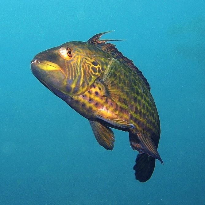 荔枝鳳冠魚圖片【荔枝鳳冠魚是一種極具特色的觀賞魚】