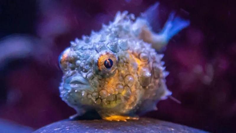 荔枝鳳冠魚圖片【荔枝鳳冠魚是一種極具特色的觀賞魚】