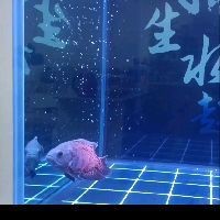金老虎巴西亞最經典三個故事【《金老虎巴西亞最經典三個故事》】 金老虎巴西亞最經典三個故事【《金老虎巴西亞最經典三個故事》】 龍魚百科 第4張