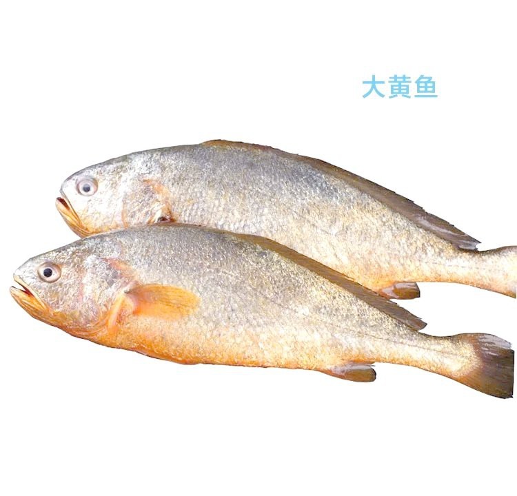 獅斑魚用肺呼吸嗎視頻【獅斑魚用肺呼吸嗎，】