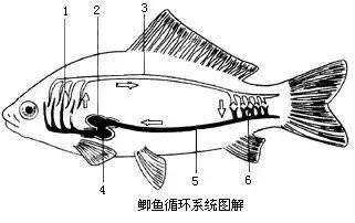 獅斑魚用肺呼吸嗎視頻【獅斑魚用肺呼吸嗎，】