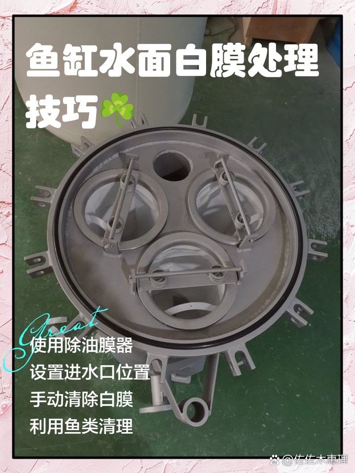 龍魚白膜最簡單三個步驟【 龍魚白膜最簡單三個步驟【\