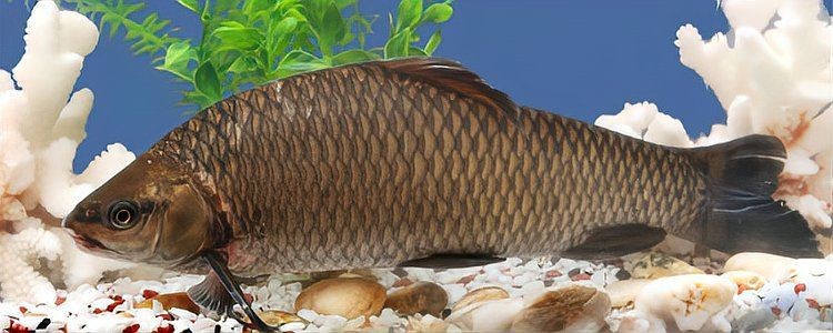 龍魚吃飽了還會吃嗎【龍魚吃飽了還會繼續吃嗎】
