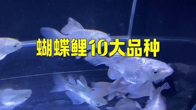 蝴蝶鯉什么品種最好看【01:18蝴蝶鯉魚品種揭秘,美麗與神秘并存】