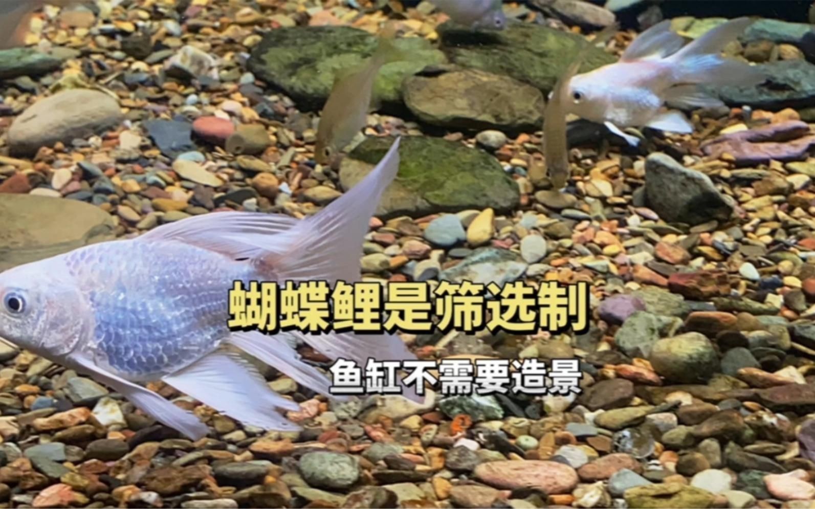 金龍魚的市場價格是多少？，金龍魚好賣嗎，