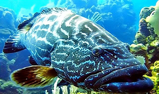 龍躉魚【《澈的礁盤內海域，活動水深可達60，龍躉魚是一種頗具典型的底層魚類】
