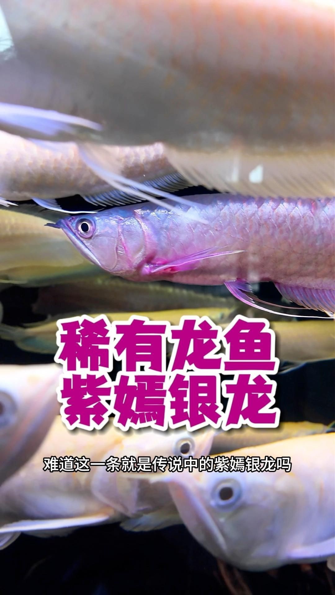龍魚養什么顏色的最好【龍魚養什么顏色最好】