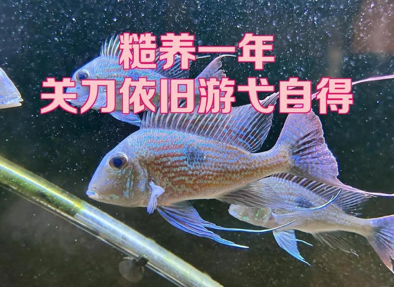七彩和尚關刀能長多大【七彩神仙魚與關刀魚的區別】 七彩和尚關刀能長多大【七彩神仙魚與關刀魚的區別】 龍魚論壇 第3張