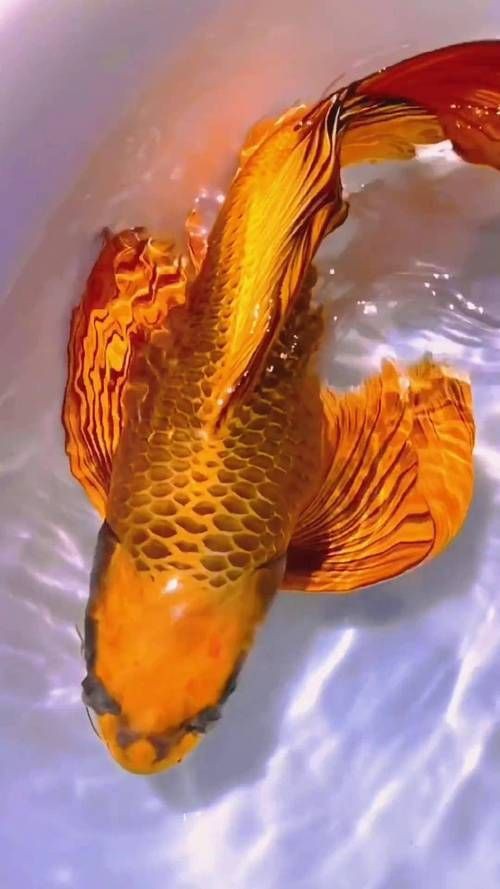 龍鳳錦鯉長(zhǎng)大以后的樣子【龍鳳錦鯉成年后的形態(tài)特征】 龍魚(yú)百科 第5張 龍鳳錦鯉長(zhǎng)大以后的樣子【龍鳳錦鯉成年后的形態(tài)特征】 龍鳳錦鯉長(zhǎng)大以后的樣子【龍鳳錦鯉成年后的形態(tài)特征】 龍魚(yú)百科 第5張