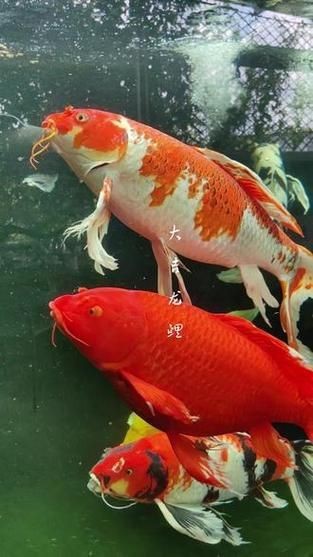 龍鳳錦鯉長(zhǎng)大以后的樣子【龍鳳錦鯉成年后的形態(tài)特征】 龍魚(yú)百科 第4張 龍鳳錦鯉長(zhǎng)大以后的樣子【龍鳳錦鯉成年后的形態(tài)特征】 龍鳳錦鯉長(zhǎng)大以后的樣子【龍鳳錦鯉成年后的形態(tài)特征】 龍魚(yú)百科 第4張