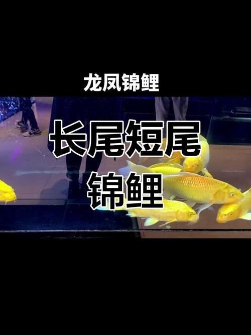 龍鳳錦鯉長(zhǎng)大以后的樣子【龍鳳錦鯉成年后的形態(tài)特征】 龍魚(yú)百科 第12張 龍鳳錦鯉長(zhǎng)大以后的樣子【龍鳳錦鯉成年后的形態(tài)特征】 龍鳳錦鯉長(zhǎng)大以后的樣子【龍鳳錦鯉成年后的形態(tài)特征】 龍魚(yú)百科 第12張