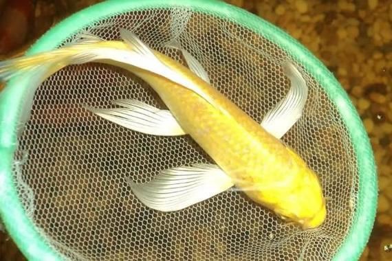 龍鳳錦鯉長(zhǎng)大以后的樣子【龍鳳錦鯉成年后的形態(tài)特征】 龍魚(yú)百科 第9張 龍鳳錦鯉長(zhǎng)大以后的樣子【龍鳳錦鯉成年后的形態(tài)特征】 龍鳳錦鯉長(zhǎng)大以后的樣子【龍鳳錦鯉成年后的形態(tài)特征】 龍魚(yú)百科 第9張