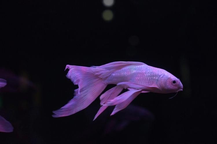 龍鳳錦鯉長(zhǎng)大以后的樣子【龍鳳錦鯉成年后的形態(tài)特征】 龍魚(yú)百科 第17張 龍鳳錦鯉長(zhǎng)大以后的樣子【龍鳳錦鯉成年后的形態(tài)特征】 龍鳳錦鯉長(zhǎng)大以后的樣子【龍鳳錦鯉成年后的形態(tài)特征】 龍魚(yú)百科 第17張