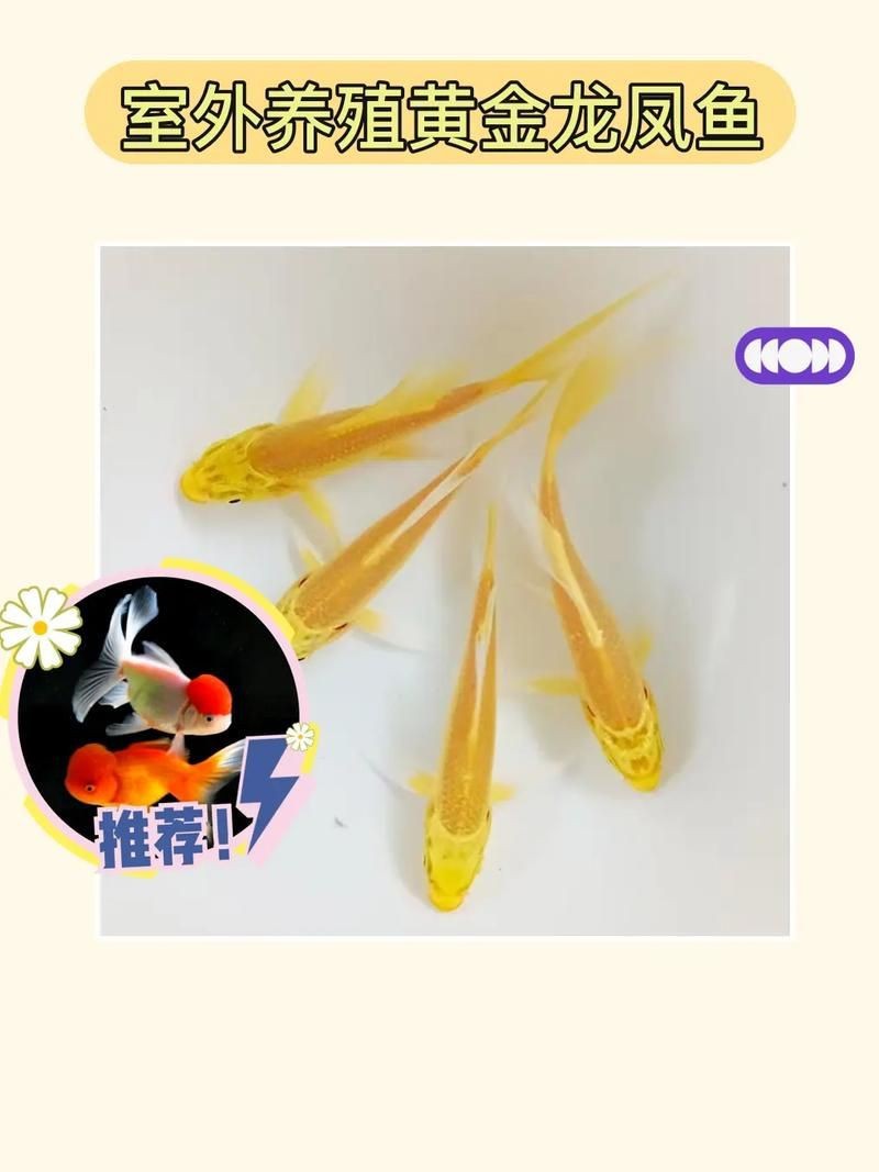 龍鳳錦鯉長(zhǎng)大以后的樣子【龍鳳錦鯉成年后的形態(tài)特征】 龍魚(yú)百科 第15張 龍鳳錦鯉長(zhǎng)大以后的樣子【龍鳳錦鯉成年后的形態(tài)特征】 龍鳳錦鯉長(zhǎng)大以后的樣子【龍鳳錦鯉成年后的形態(tài)特征】 龍魚(yú)百科 第15張