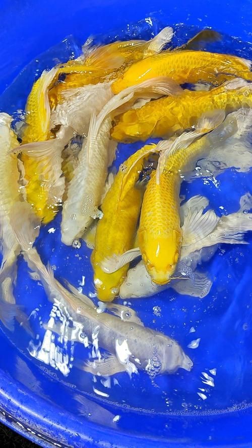 龍鳳錦鯉長(zhǎng)大以后的樣子【龍鳳錦鯉成年后的形態(tài)特征】 龍魚(yú)百科 第21張 龍鳳錦鯉長(zhǎng)大以后的樣子【龍鳳錦鯉成年后的形態(tài)特征】 龍鳳錦鯉長(zhǎng)大以后的樣子【龍鳳錦鯉成年后的形態(tài)特征】 龍魚(yú)百科 第21張