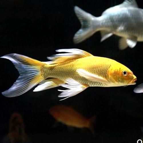 龍鳳錦鯉長(zhǎng)大以后的樣子【龍鳳錦鯉成年后的形態(tài)特征】 龍魚(yú)百科 第20張 龍鳳錦鯉長(zhǎng)大以后的樣子【龍鳳錦鯉成年后的形態(tài)特征】 龍鳳錦鯉長(zhǎng)大以后的樣子【龍鳳錦鯉成年后的形態(tài)特征】 龍魚(yú)百科 第20張