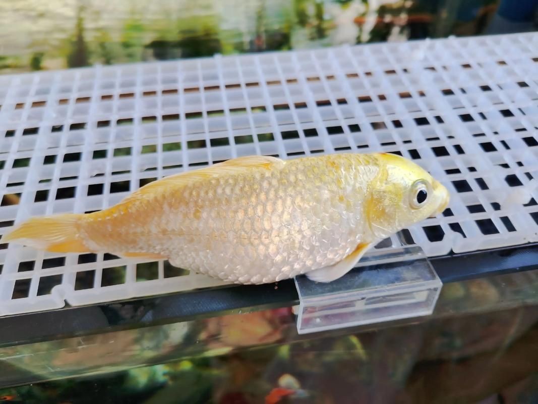 龍鳳錦鯉長(zhǎng)大以后的樣子【龍鳳錦鯉成年后的形態(tài)特征】 龍魚(yú)百科 第22張 龍鳳錦鯉長(zhǎng)大以后的樣子【龍鳳錦鯉成年后的形態(tài)特征】 龍鳳錦鯉長(zhǎng)大以后的樣子【龍鳳錦鯉成年后的形態(tài)特征】 龍魚(yú)百科 第22張