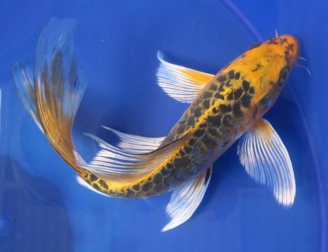 龍鳳錦鯉長(zhǎng)大以后的樣子【龍鳳錦鯉成年后的形態(tài)特征】 龍魚(yú)百科 第23張 龍鳳錦鯉長(zhǎng)大以后的樣子【龍鳳錦鯉成年后的形態(tài)特征】 龍鳳錦鯉長(zhǎng)大以后的樣子【龍鳳錦鯉成年后的形態(tài)特征】 龍魚(yú)百科 第23張