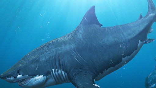 海洋動物名稱大全500種【海洋動物名稱大全】