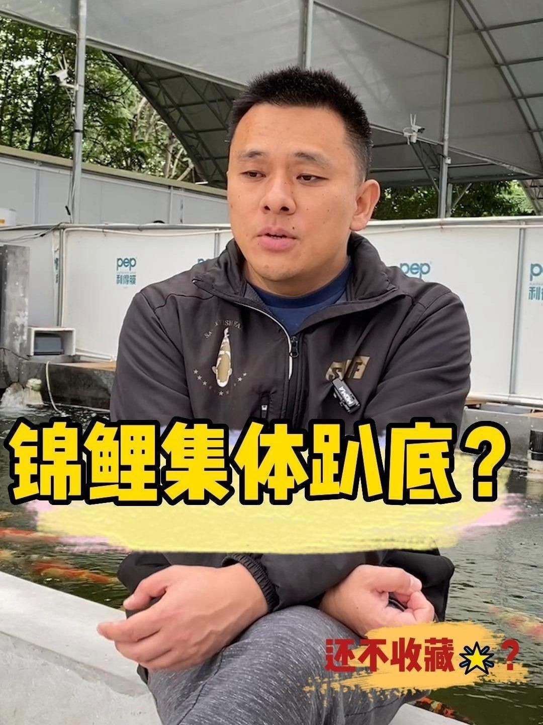 錦鯉趴缸底如何快速恢復(fù)？【錦鯉趴缸底怎么辦】 錦鯉趴缸底如何快速恢復(fù)？【錦鯉趴缸底怎么辦】 龍魚百科 第1張