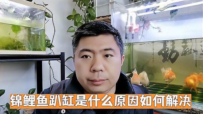 錦鯉趴缸底如何快速恢復(fù)？【錦鯉趴缸底怎么辦】 錦鯉趴缸底如何快速恢復(fù)？【錦鯉趴缸底怎么辦】 龍魚百科 第3張