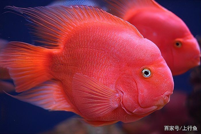 金剛鸚鵡魚好還是財神鸚鵡魚好【財神魚和金剛鸚鵡魚的區別】