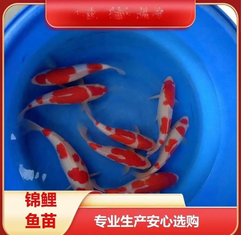 錦鯉批發【都廣受歡迎：錦鯉批發】
