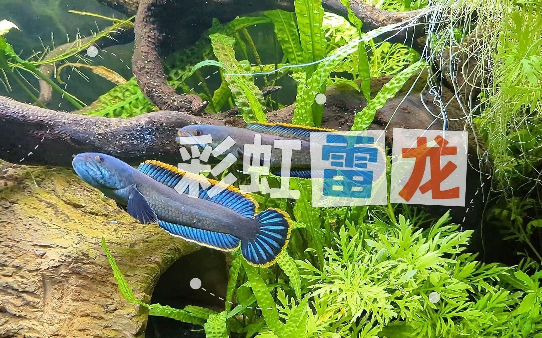 彩虹雷龍魚有哪些品種？【彩虹雷龍channagachua嗶哩養熱帶魚彩虹雷龍的分享】 彩虹雷龍魚有哪些品種？【彩虹雷龍channagachua嗶哩養熱帶魚彩虹雷龍的分享】 龍魚百科 第1張
