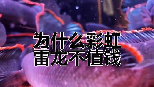 彩虹雷龍魚有哪些品種？【彩虹雷龍channagachua嗶哩養熱帶魚彩虹雷龍的分享】 彩虹雷龍魚有哪些品種？【彩虹雷龍channagachua嗶哩養熱帶魚彩虹雷龍的分享】 龍魚百科 第5張